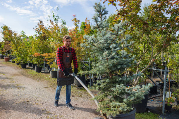 Residential Tree Removal in Enderlin, ND